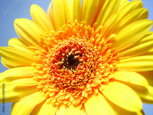yellow gerber