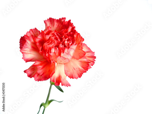 red carnation