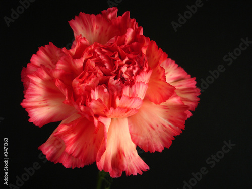 red carnation