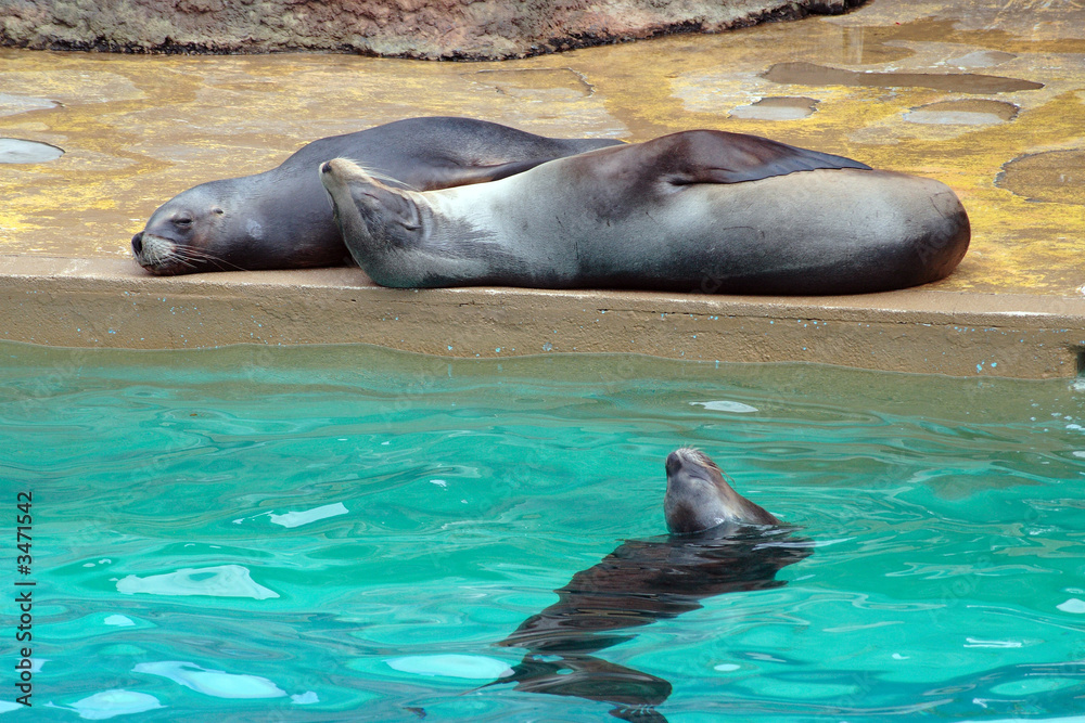 Fototapeta premium leones marinos