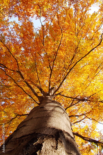 tree in fall from below