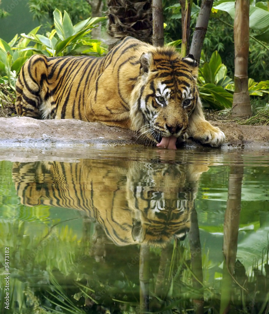 Naklejka premium tiger drinking.