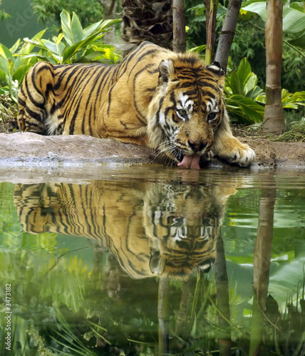 tiger drinking.