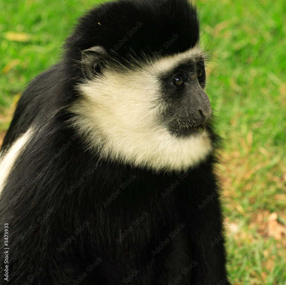 Obraz premium single colobus monkey