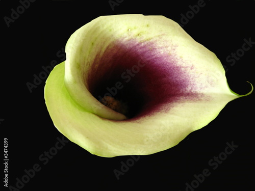 Canvas Print zantedeschia