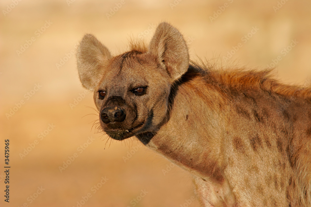 Obraz premium hyena portrait