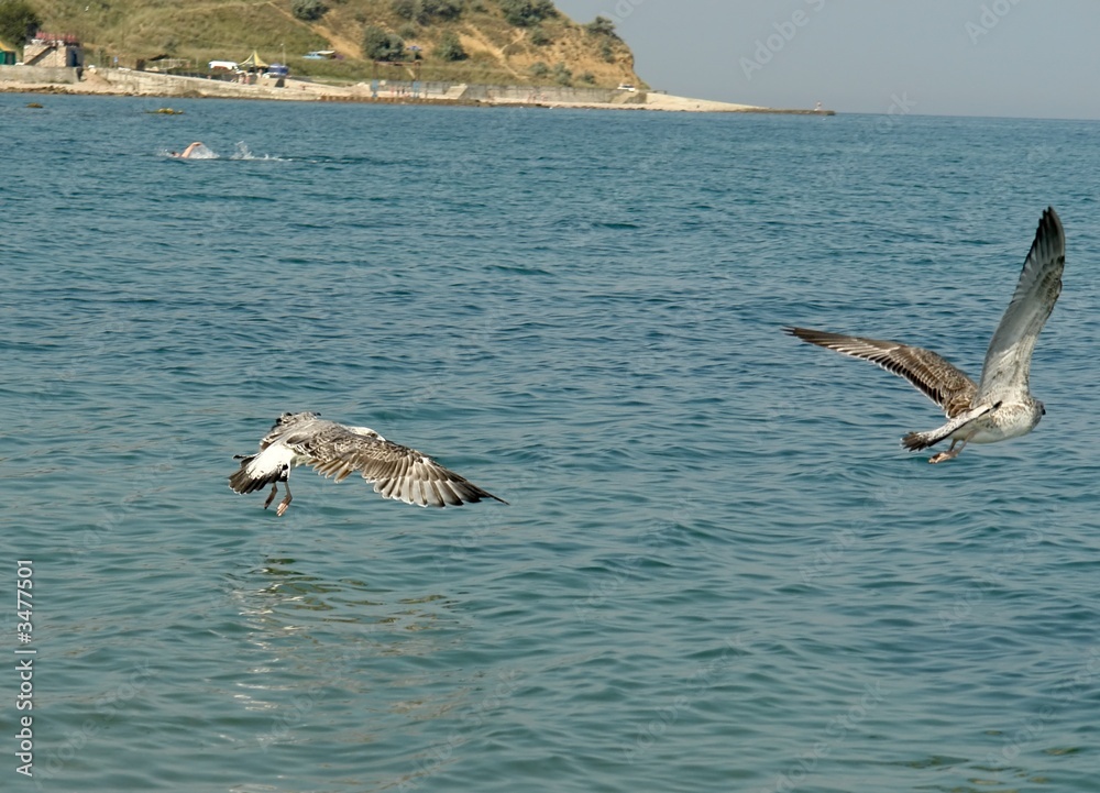 Naklejka premium birds fly