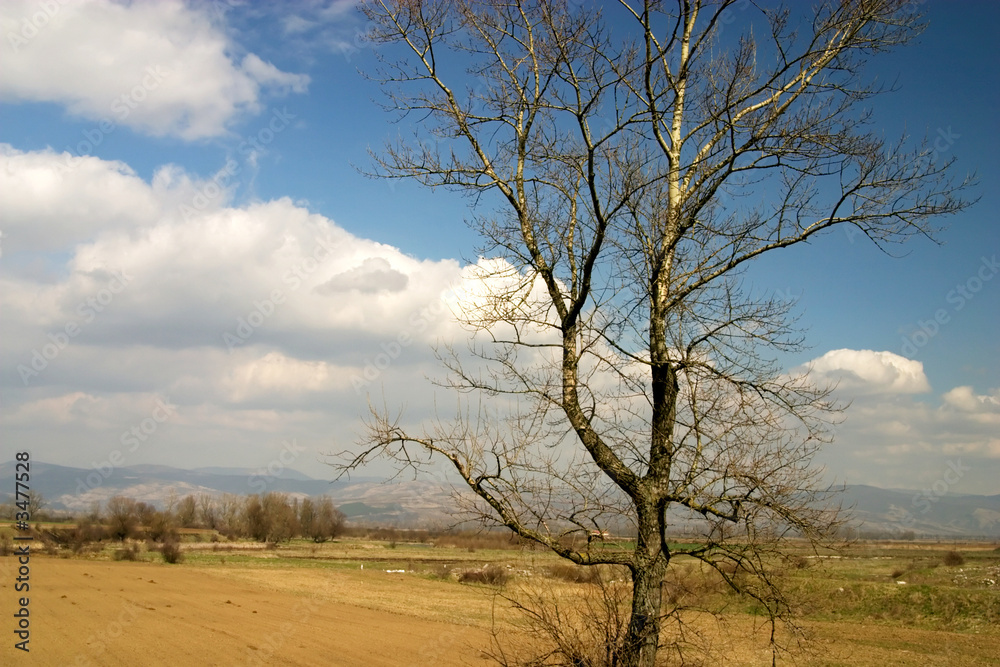 white tree landscape white tree landscape