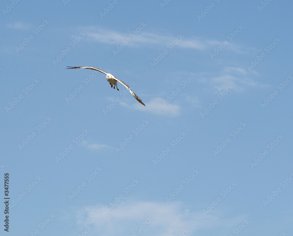 Obraz premium lonely seagull