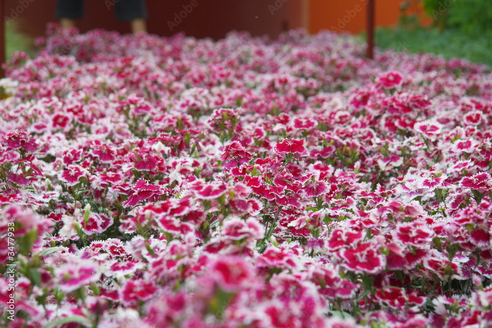 Obraz premium fleur