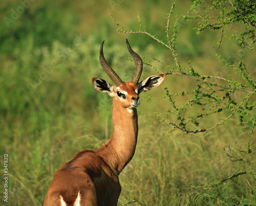 single grant's gazelle photo