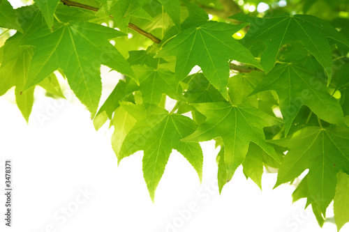 green leaves