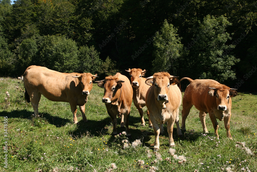 troupeau de vaches