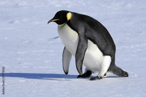 emperor penguin stands up