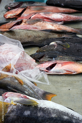 fish being prepared