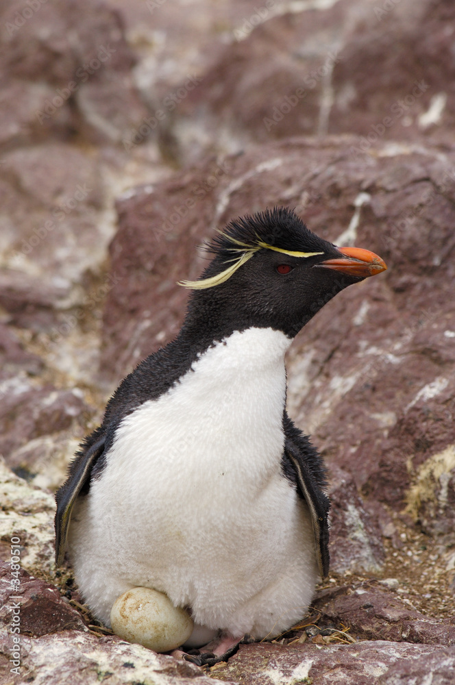 Fototapeta premium rockhopper peguin manchot pingouin oeuf 