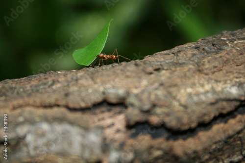 ant and leaf © Christopher Wright