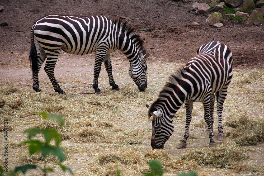Naklejka premium kh-2007-06-06-022