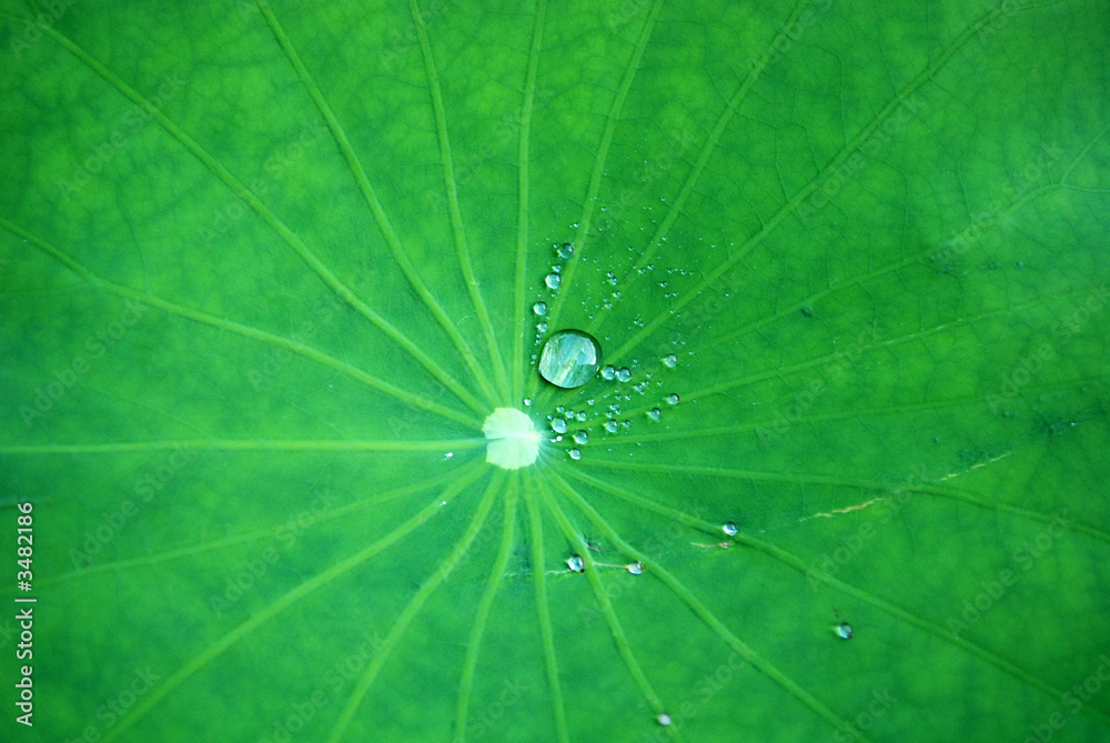water droplets and lotus leaf inside the pond water droplets and lotus leaf inside the pond