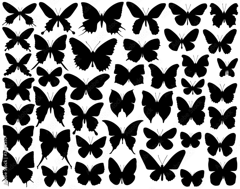 Fototapeta premium butterfly shapes