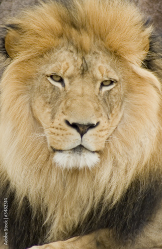 Fototapeta Naklejka Na Ścianę i Meble -  close-up of african lion