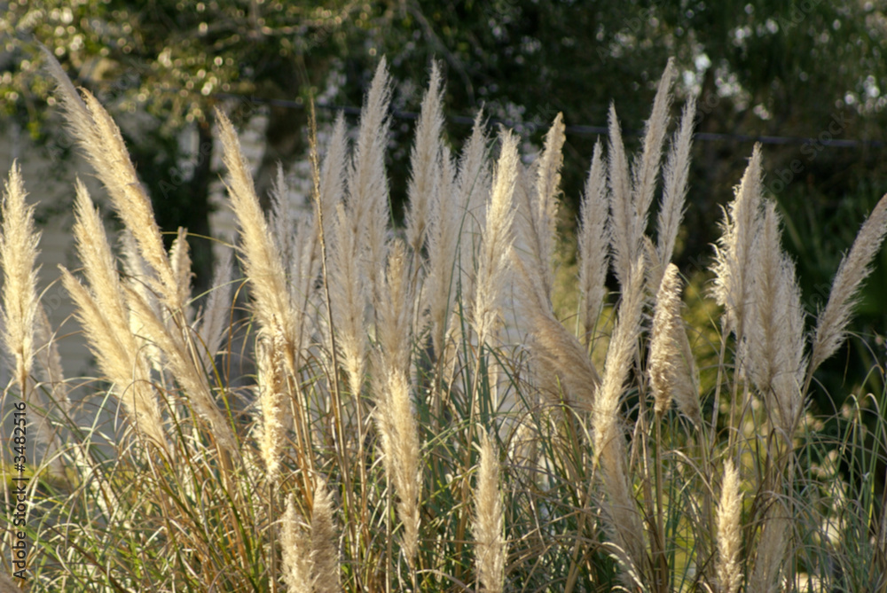 pampas grass with light in florida