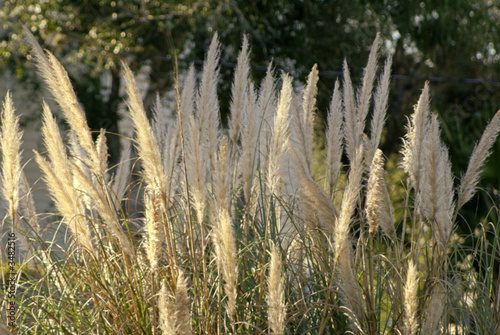 pampas grass with light in florida