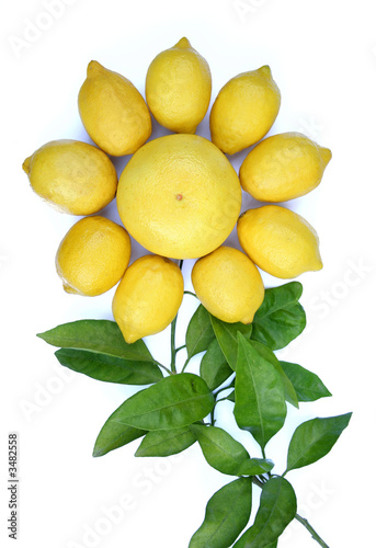 lemon flower