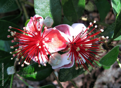 feijoa photo