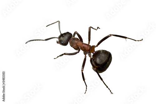 forest ant © Alexander Potapov