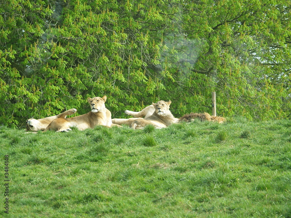 Fototapeta premium lions