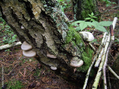 mushrooms on stem of the birch
