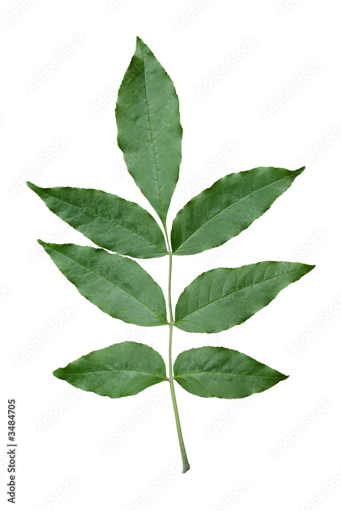 Naklejka premium green ash leaf.