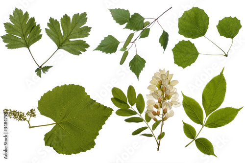 green leaves
