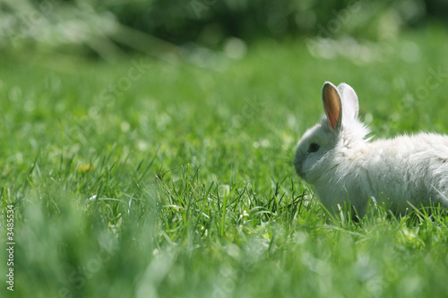 Fotografija small rabbit