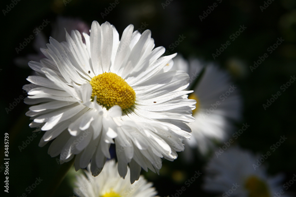 Obraz premium daisy in shadow