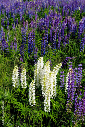 summer lupine field1