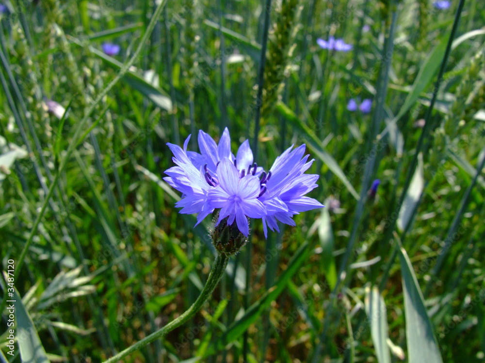 kornblume kornblume