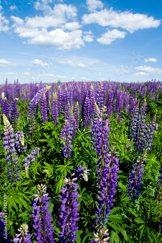 sommer lupine field 3