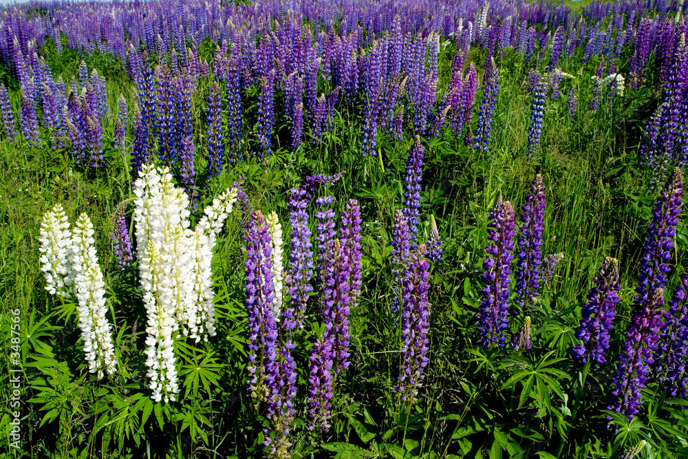 Obraz premium summer lupine field 4
