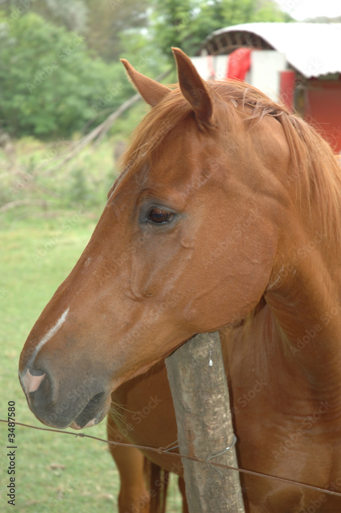 Naklejka premium horse face