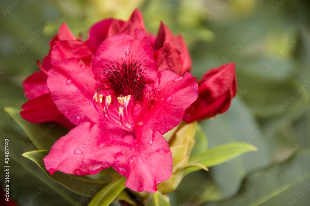 azalea/rhododendron flower after rain azalea/rhododendron flower after rain