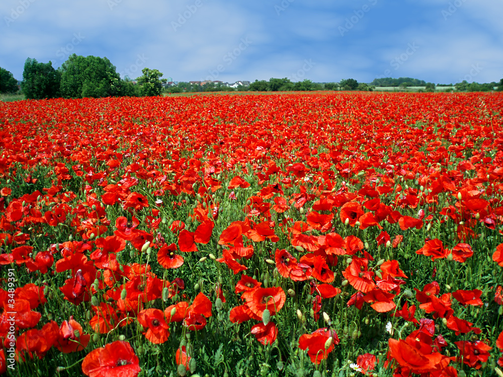field full of red poppies