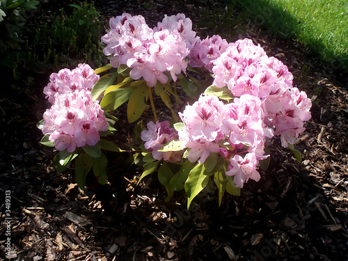 pink rhododendron photo