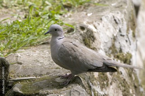 gray bird