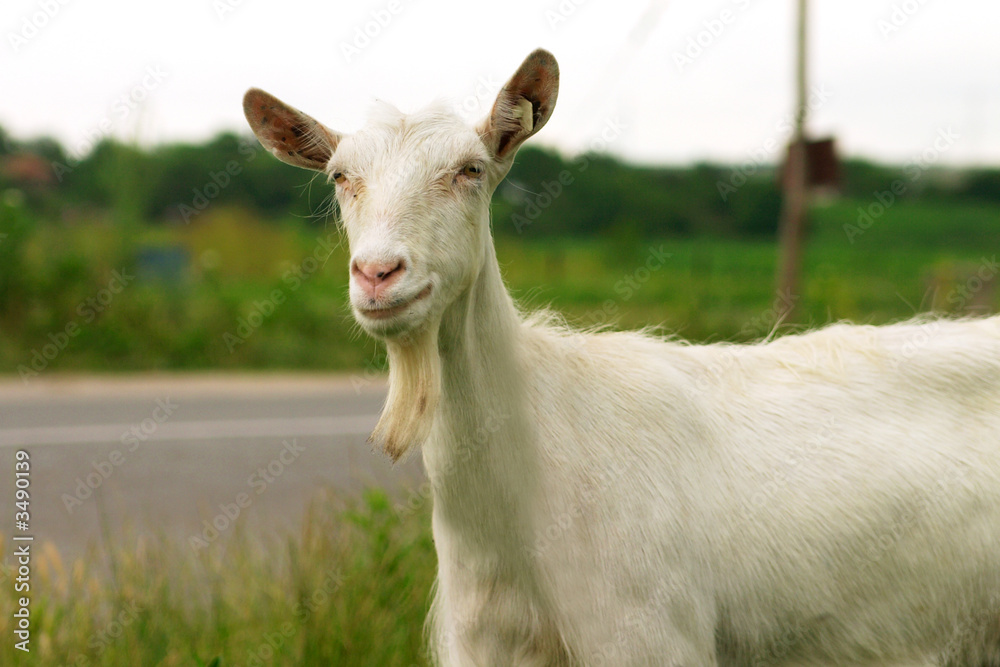 goat portrait