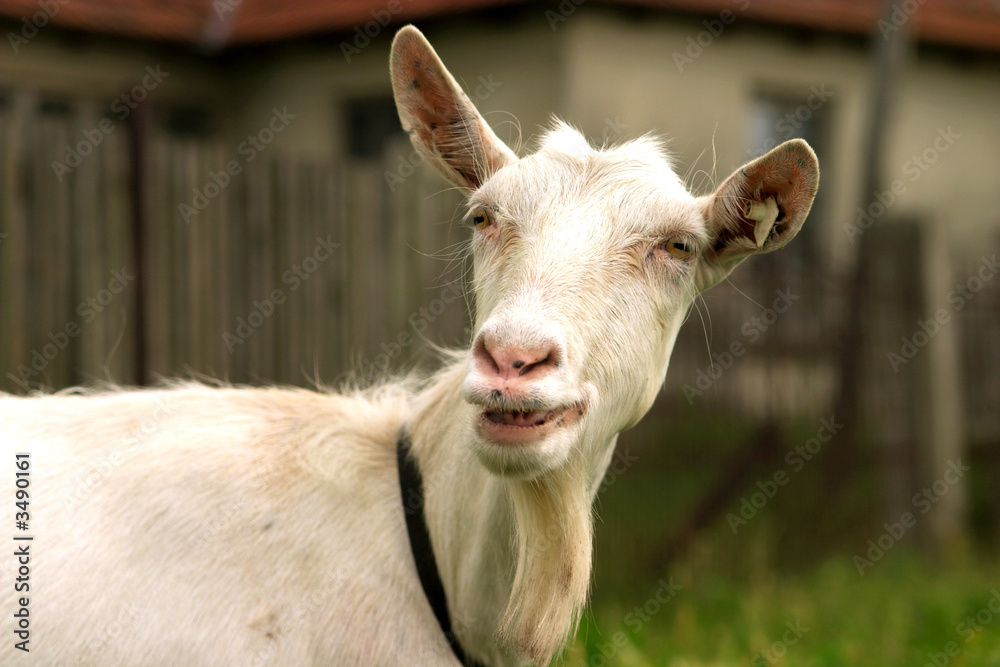 goat smile