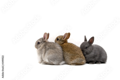 three bunnies