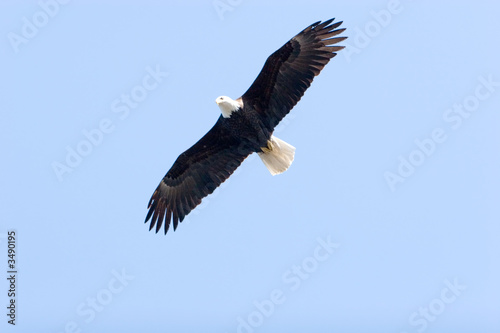 american eagle © MaxFX