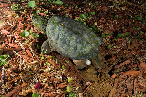 snapping turtle laying eggs